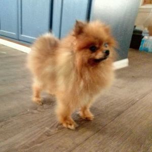 Meet your Posher, Ray